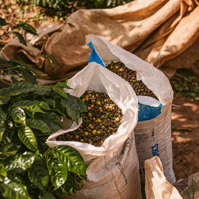 two bags filled with fresh coffee beans in Paraíso