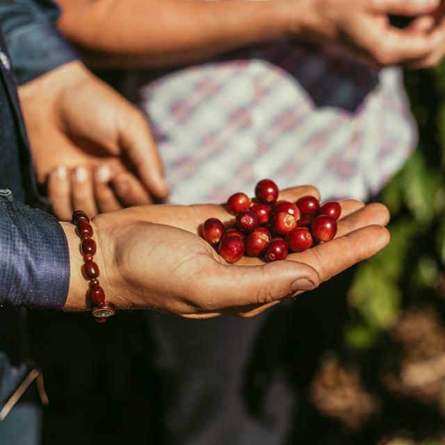 red coffee berries in the hands of a lady in Paraíso 